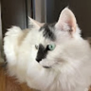 Meet your Posher, Isis